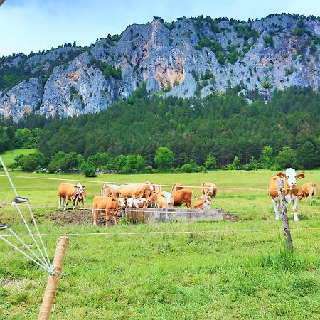 Maiersdorf Glamping Hohe Wand - Zelt Mit Sternenfenster Und Whirlpool酒店 外观 照片