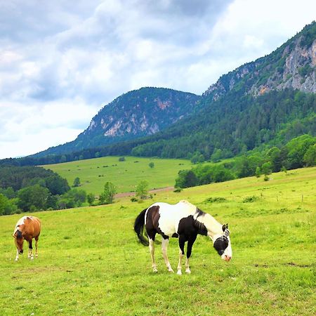 Maiersdorf Glamping Hohe Wand - Zelt Mit Sternenfenster Und Whirlpool酒店 外观 照片